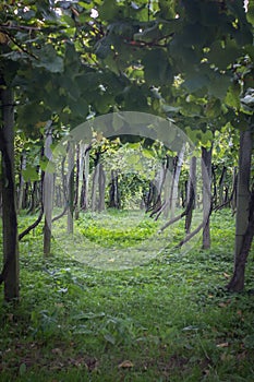 Green Vine Tunnel