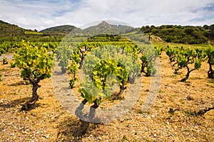 Green Vines in CorbiÃ¨re Wine Region in front of Aguilar Cathar Castle on a Sunny Spring Day in Aude, France