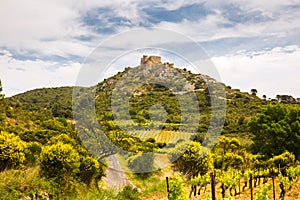 Green Vines in CorbiÃ¨re Wine Region Rolling Landscape in front of Aguilar Cathar Castle in Aude, France