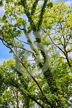 Green vines growing over trunk of trees in forest