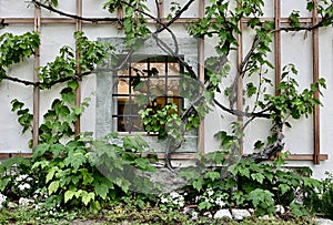 Vines Growing Over Wood Latticework and Square Window With Metal Bars photo