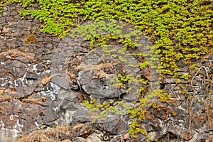 Green vines growing on the side of a rocky cliff