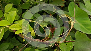 Green vines growing wildly intertwined