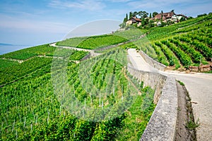 Green vines and small hiking path in middle of Lavaux vineyards in Switzerland