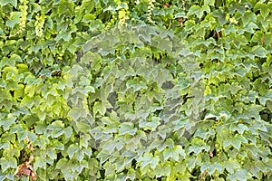 Green vines stuck to the wall