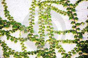 Green vines on wall