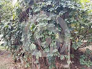 Green vines or weed growing on metal lattice