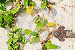 Green vines on white wall with rusted metal background texture