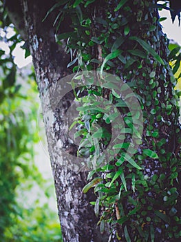 Green vines wrapped around a big tree