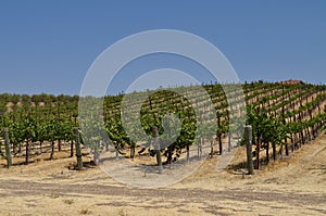 Green Vineyard