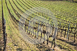 Green Vineyard