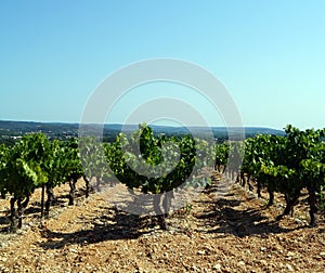 Green vineyard