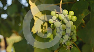 Green vineyard on a bright sunny sky background 4K