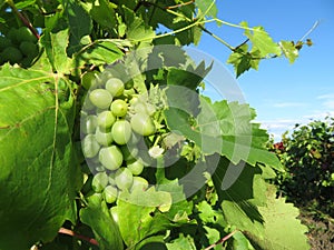 Green vineyard, bunches of white grapes growing in summer