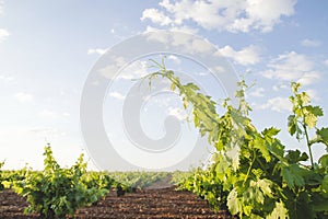 Green vineyard in Castilla La Mancha, Spain photo