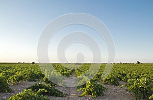 Green vineyard in Castilla La Mancha, Spain