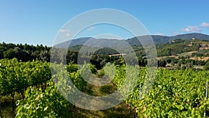 In a green vineyard, close-up view. Growing grapes for making the highest quality homemade wine