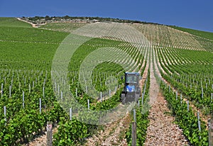 Green vineyard farming