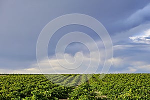 Green vineyard fields photo