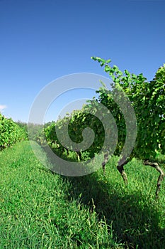 Green vineyard II