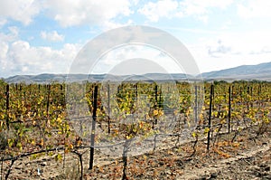 Green vineyard landscape, cloudscape and mountais