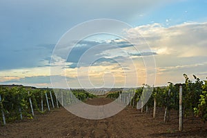 Green vineyard landscape with rows of vine trees. country harvesting sceene photo