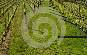 green vineyard landscape in spring time.