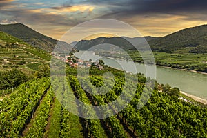 Green vineyard landscape in Wachau valley with the river Danube and town Spitz on a sunset. Lower Austria