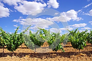 Green vineyard at Portugal