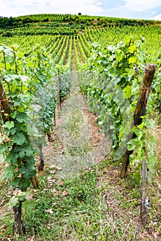 green vineyard in region of Alsace Wine Route