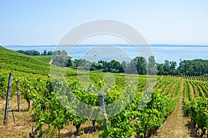 Green vineyard on the slope above Neuchatel Lake in Switzerland. Photographed on a sunny summer day. Swiss wine region.