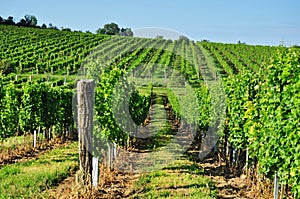 Green vineyard of south Moravia