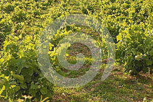 Green vineyard in Spain photo