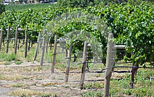 Green vineyard in summer