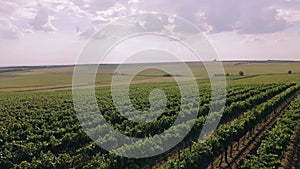 Green vineyard in summer - large plantation with rows of grape-bearing vines grown for winemaking.