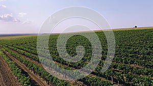 Green vineyard in summer - large plantation with rows of grape-bearing vines grown for winemaking.