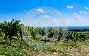 Green vineyard in Tokaj region in Hungary