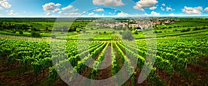 Green vineyard vast landscape