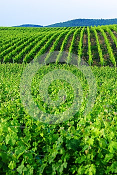 Green Vineyards