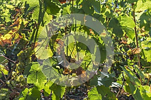 Green vineyards in autumn ready for harvest in Trittenheim