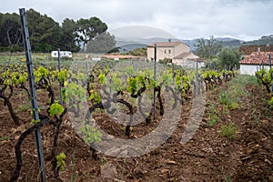 Green vineyards of Cotes de Provence in spring, Bandol wine region, wine making in South of France