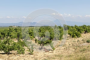 Mont Ventoux mountain and Dentelles de Montmirail chain of mountains with green wine fields of Provence, France