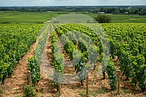 Green vineyards with growing grapes, production of high quality famous French white wine in Puligny-Montrachet village, Burgundy,