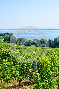 Green vineyards on the hill above Neuchatel Lake in Switzerland. Photographed on a sunny summer day. Vertical photography. Swiss