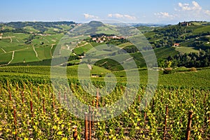 Green vineyards on the hills of Langhe in Italy