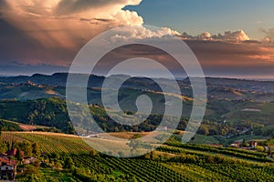 Green vineyards on the hills of Piedmont, Italy.