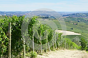 Green vineyards and Italian Langhe hills view in a sunny day