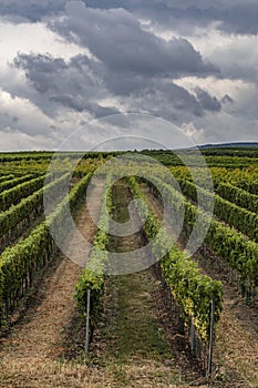 green vineyards landscape