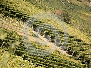 Green vineyards in Langhe Piedmont Italy