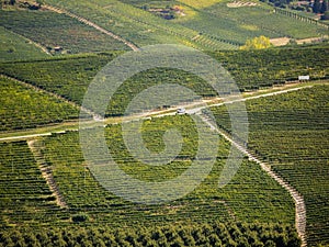 Green vineyards in Langhe Piedmont Italy